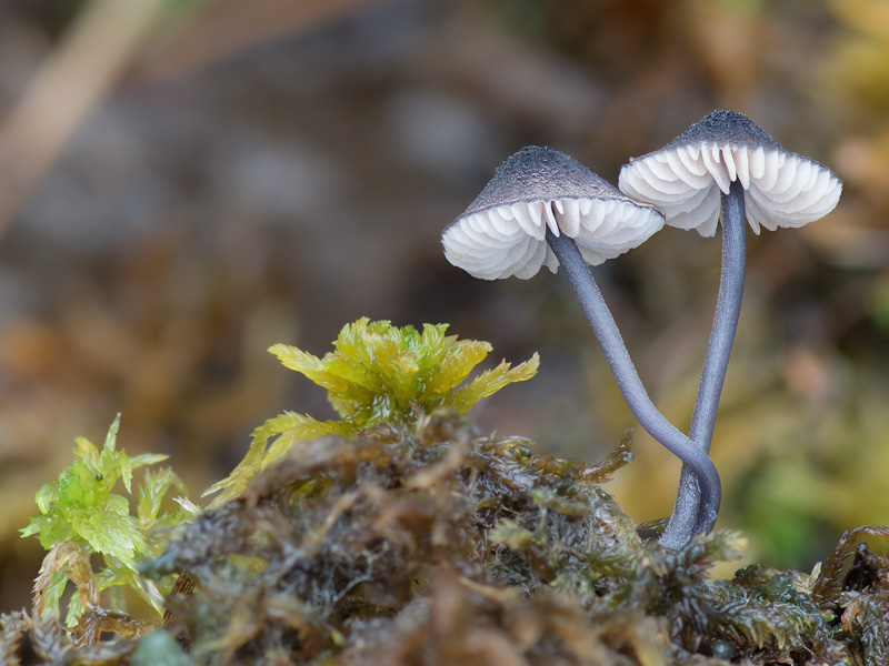 Entoloma cyanulum